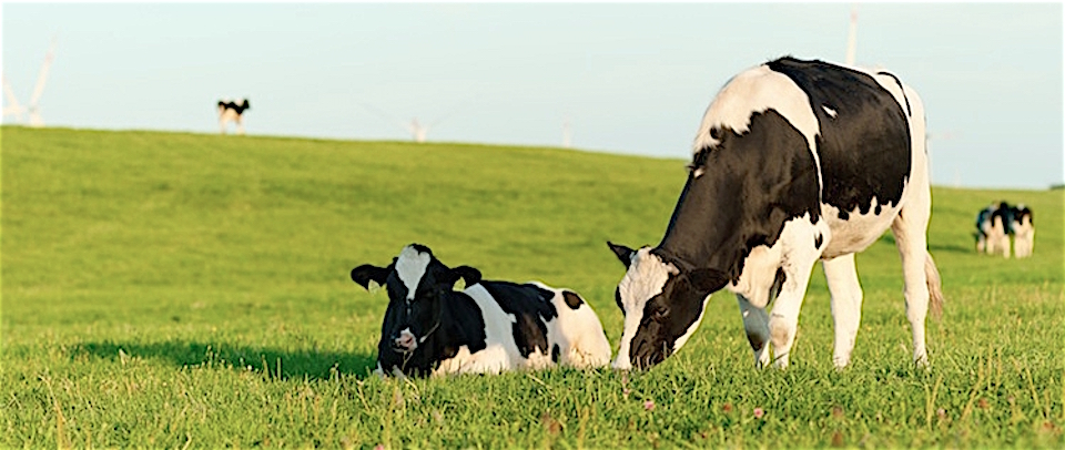 Dalla tassa sulle carni bovine al riutilizzo dei tubetti di dentifricio, ecco le folli proposte degli elettori M5S