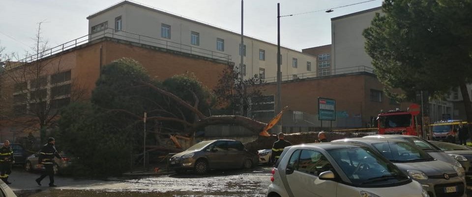 Roma, pino si schianta e cade nel cortile del liceo. Sfiorata la strage