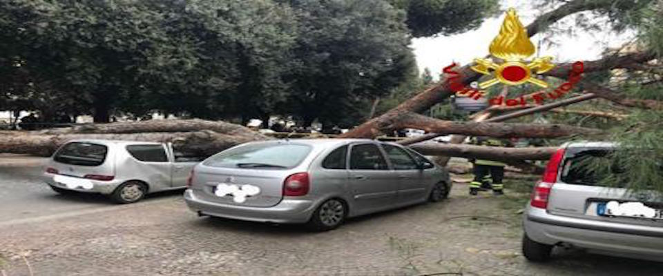 Roma, cade un altro grosso albero: due feriti ricoverati in codice rosso