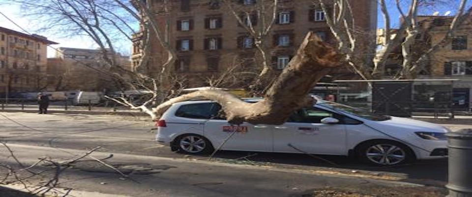 Roma: oltre l’ordinario degrado. Albero cade su un taxi, un altro al Fontanone