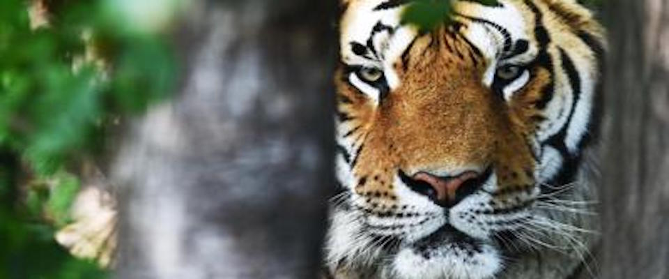 Aiuto, c’è una tigre ai piedi di un cassonetto: il web va in tilt, i romani no. Ecco perché