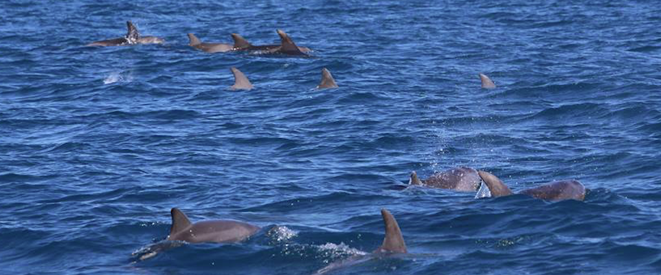 A Ostia eccezionale avvistamento di delfini: oltre 25 (video)