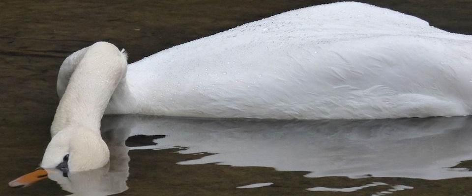 Il cigno reale femmina che si è lasciato morire nel laghetto di Recoaro Terme dopo che il compagno con cui vive ada 16 anni è stato ammazzato a bastonate