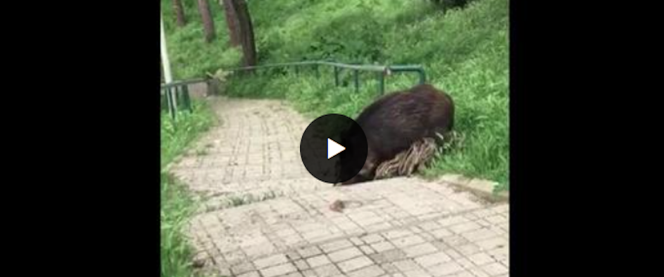 Vergogna a Roma, i cinghiali vanno a cibarsi tra le tombe del cimitero della Cassia (video)