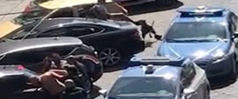 Napoli, poliziotto spara al pitbull che ostacolava l’arresto del padrone (video)