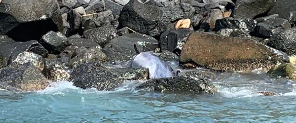 Delfino trovato morto ad Ostia. “Oceanomare Delphis” lancia l’allarme