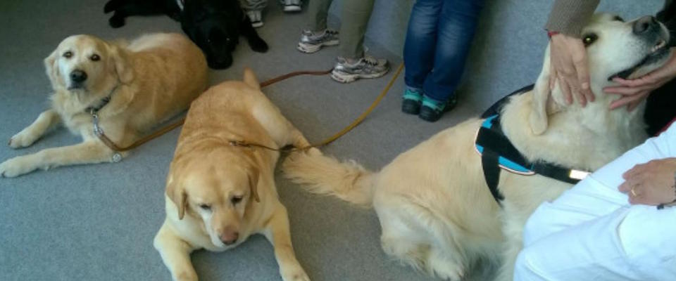 cani in corsia in ospedale