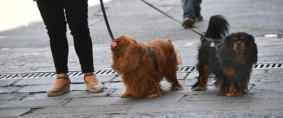 Cani a passeggio con il loro padrone in giro per la citta’. Genova, 01 agosto 2019.
ANSA/LUCA ZENNARO