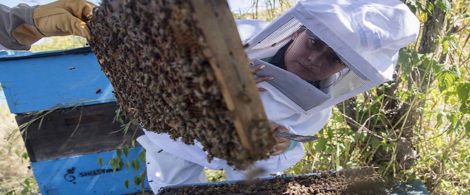 epa08055362 Cristina Lanuza lifts a hive of honey producing bees in the Multisectoral Cooperative for Young Rural Entrepreneurs, in Madriz, Nicaragua, 08 December 2019. Honey-producing bees have become sweet allies of many farmers in northern Nicaragua, who have taken refuge in beekeeping as a means of subsistence in an impoverished country and hit by an economic crisis and a high rate of unemployment. According to figures from the state Export Processing Center (Cetrex), in 2018 Nicaragua exported 546.8 tons of honey, mainly to the United States and Europe, which left 2.26 million dollars in revenue.  EPA/JORGE TORRES