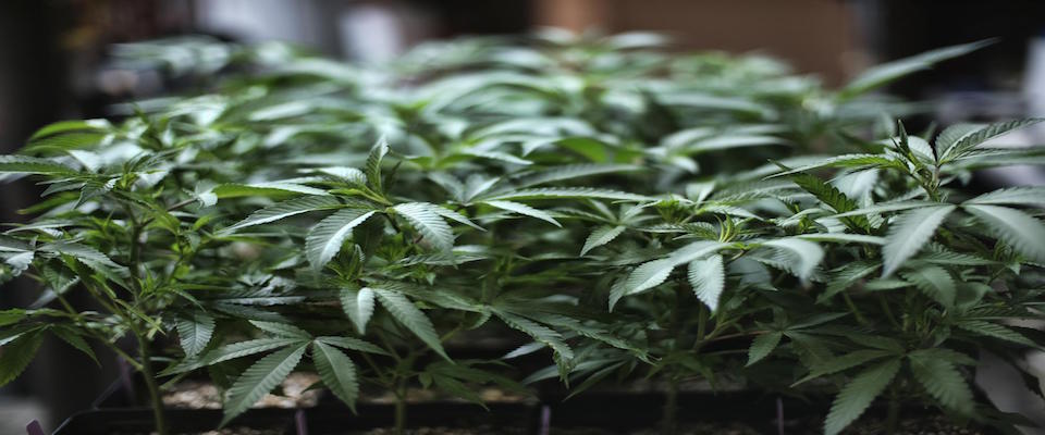 (FILE)
In this Aug. 15, 2019 file photo marijuana grows at an indoor cannabis grow in Gardena, Calif. 
(ANSA/AP Photo/Richard Vogel,File) [CopyrightNotice: Copyright 2019 The Associated Press. All rights reserved.]