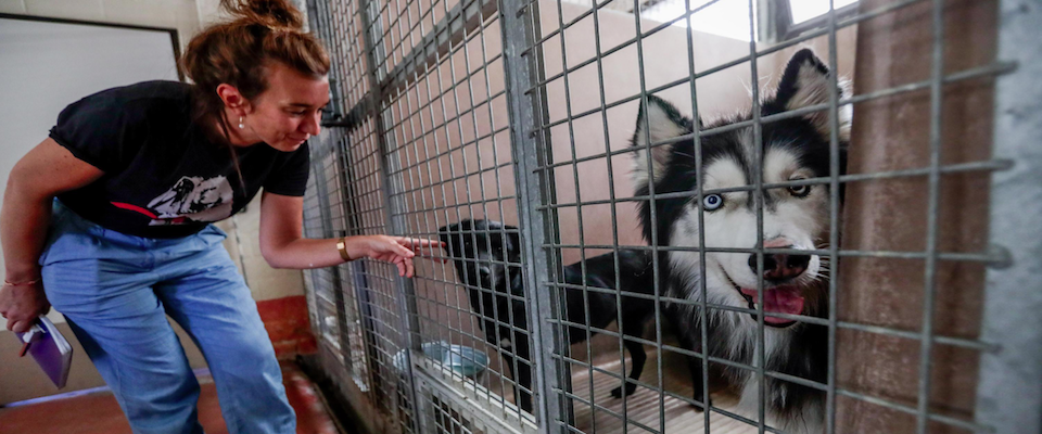 Avere un cane allunga la vita: ora lo confermano anche i medici