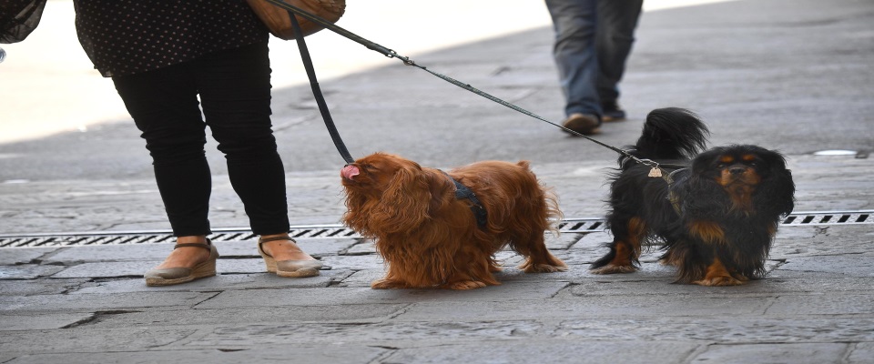 Posso portare a spasso il cane in questi giorni? Sei cose da sapere sugli animali da compagnia