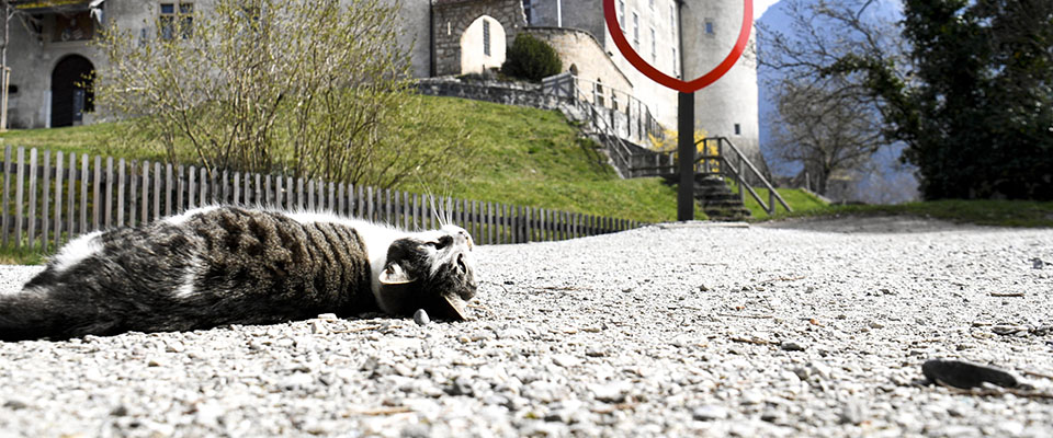 epa08326441 A cat lies next to a photo spot in front of the closed Castle of Gruyeres (Chateau de Gruyeres) during the state of emergency due to the coronavirus COVID-19 pandemic, in the tourist location Gruyeres, Switzerland, 27 March 27, 2020. Countries around the world are taking increased measures to stem the widespread of the SARS-CoV-2 coronavirus which causes the Covid-19 disease.  EPA/LAURENT GILLIERON