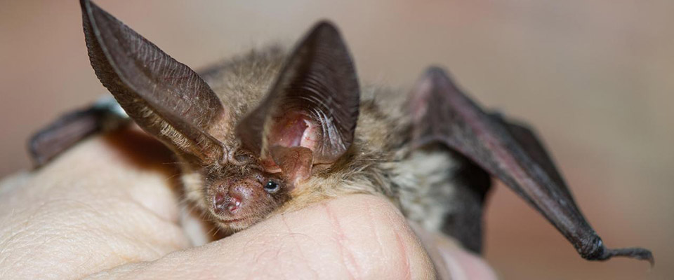 Coronavirus, gli scienziati italiani confermano: “Viene dai pipistrelli venduti vivi a Wuhan”