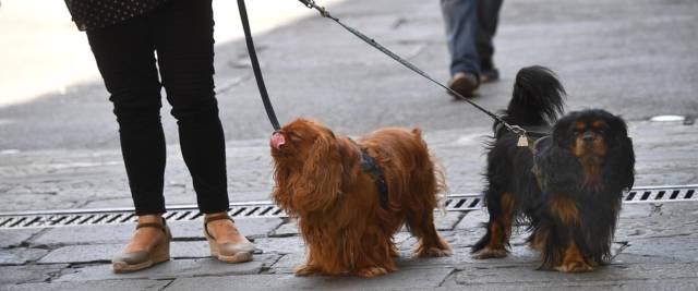 Cani a passeggio con il loro padrone foto Ansa