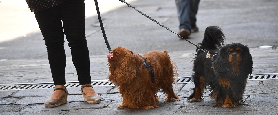 Cani a passeggio con il loro padrone