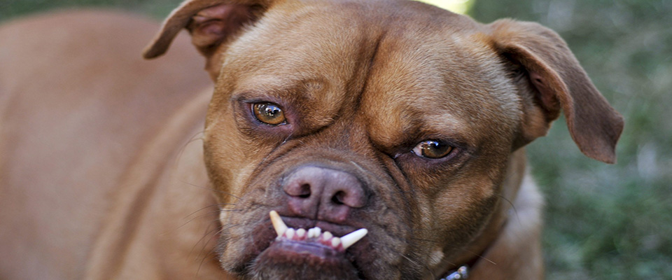 epa02223239 ‘Pabst, a boxer-mix competes with other dogs during the World’s Ugliest Dog Competition held at the Petaluma County Fair in Carlifornia, USA, 25 June 2010. ‘Pabst is last year’s winner but lost his title this year when Kathleen Francis’ ‘Princess Abbey’ took first prize.  EPA/JOSH EDELSON