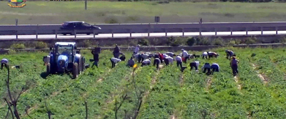 Un fermo immagine del video della Guardia di Finanza relativo alla scoperta di 152 falsi braccianti, Brindisi, 30 luglio 2019. Avrebbero truffato l’Inps per 410 mila euro dichiarando giornate agricole inesistenti per percepire indennità o addirittura dichiarando di lavorare per evitare gli arresti domiciliari: 154 persone sono state denunciate da militari della Guardia di finanza di Brindisi a seguito di indagini coordinate dalla Procura. Sono stati trovati falsi contratti di affitto di terreni agricoli in provincia di Brindisi, riconducibili a proprietari ignari, uno dei quali deceduto prima del contratto, e fittizie denunce aziendali di manodopera agricola di lavoratori dipendenti. In tutto si tratterebbe di 152 braccianti (di cui 20 con precedenti di polizia e 59 con precedenti per truffa) e di due imprenditori agricoli denunciati per falso ideologico. In tutto sono 12.823 le giornate lavorative mai svolte. I braccianti rispondono di concorso in truffa con i titolari delle imprese.
ANSA/ GUARDIA DI FINANZA
+++ ANSA PROVIDES ACCESS TO THIS HANDOUT PHOTO TO BE USED SOLELY TO ILLUSTRATE NEWS REPORTING OR COMMENTARY ON THE FACTS OR EVENTS DEPICTED IN THIS IMAGE; NO ARCHIVING; NO LICENSING +++