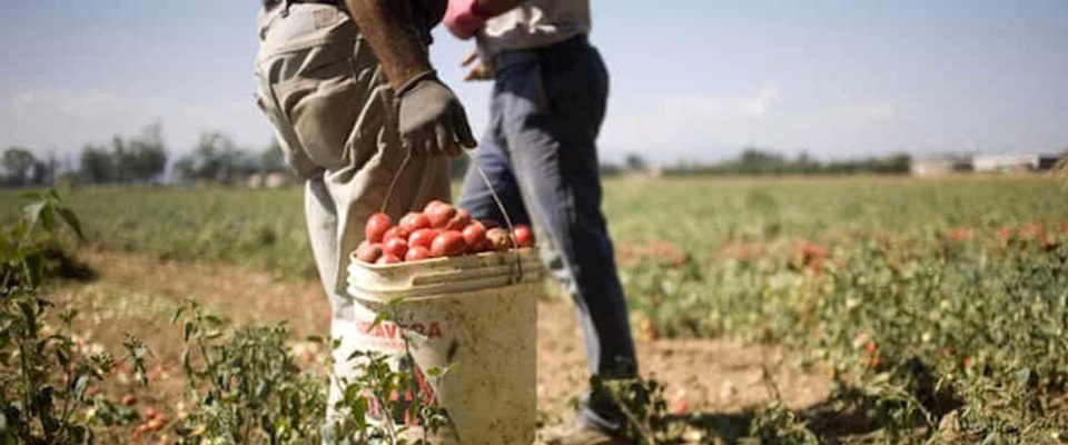 Braccianti, non solo migranti. Ci sono 20mila italiani pronti al lavoro nei campi