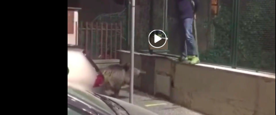 Effetto lockdown: a Roma cinghiale dà la caccia a un passante (video)