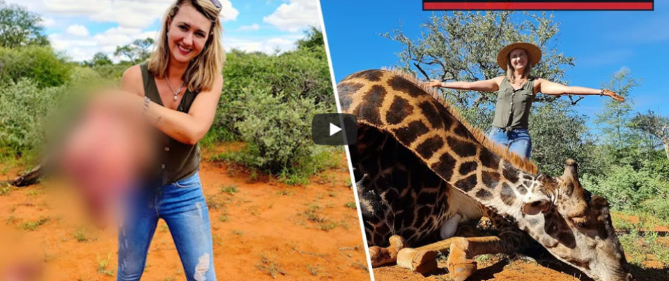 Festeggia San Valentino uccidendo una giraffa e mostrando al marito il cuore video)