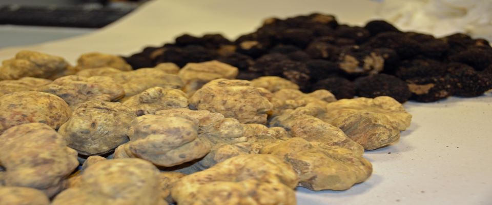 Gli inglesi vogliono produrre in laboratorio il tartufo bianco. Necessaria la tracciabilità