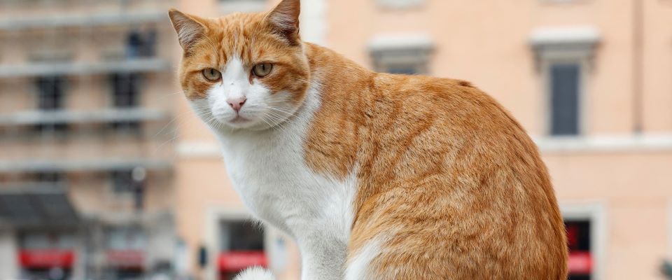 In Piemonte primo caso in Italia di variante inglese in un gatto. Ha contratto il virus dai padroni