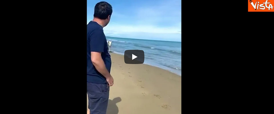 Salvini in spiaggia incontra le mucche (video), vergognosi insulti sul web: “Asino”, “Sei abituato al letame!”