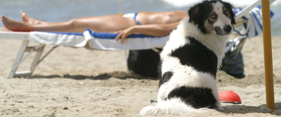 cane in spiaggia