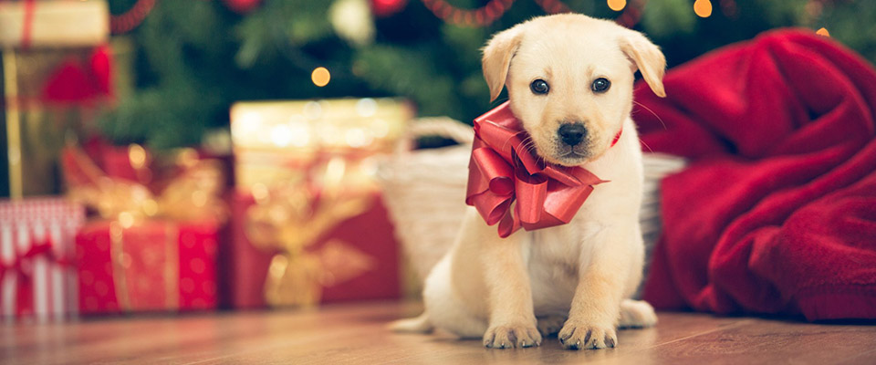 Dalle conversazioni social la sorpresa: gli animali domestici come regalo di Natale