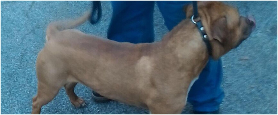 Amputavano coda e orecchie ai pitbull per farli combattere: condannati due napoletani. L’Enpa: “Sentenza storica”