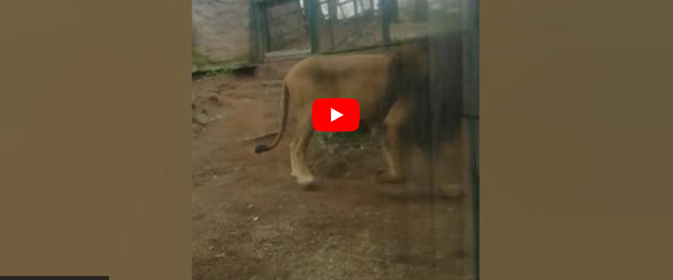 Un leone “piange” al Bioparco di Roma. “E’ come impazzito” (video). Ma l’etologa smentisce