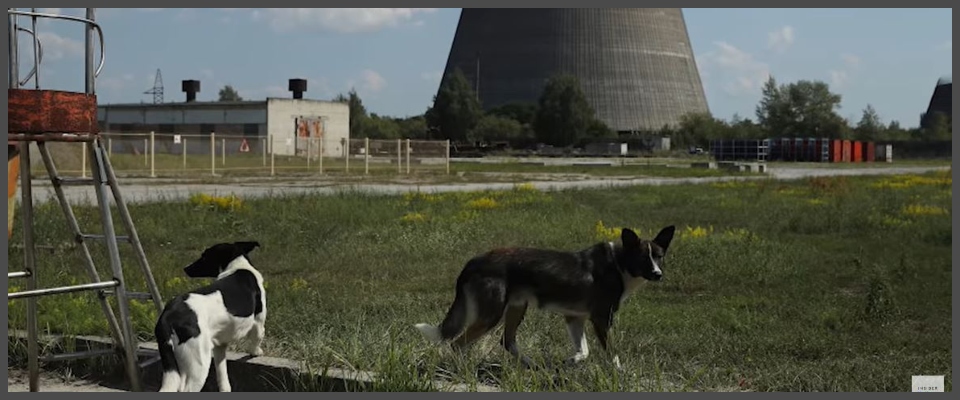 cani Chernobyl