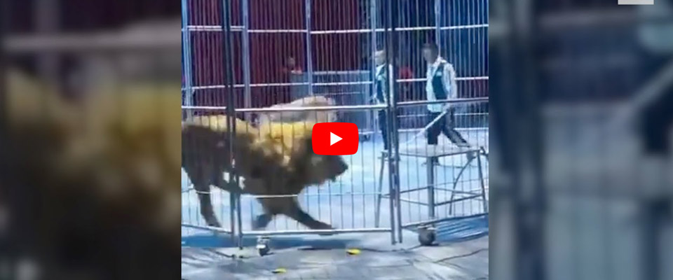 Panico al circo: i leoni scappano e danno la caccia agli spettatori sugli spalti (video)