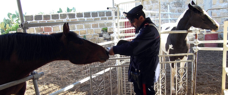 Momenti di paura a Palermo: un cavallo fugge, finisce in mezzo al traffico e provoca un incidente