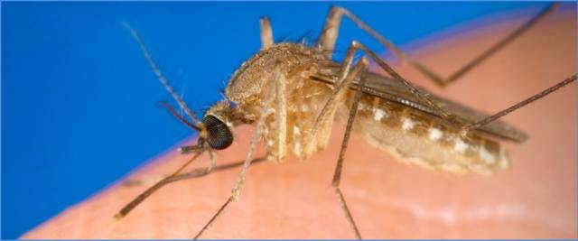 West Nile