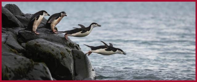 pinguini Uruguay