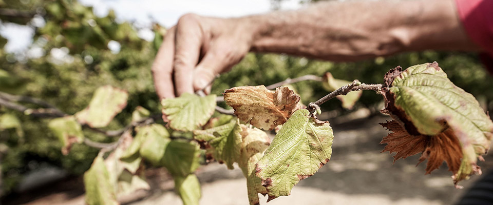 La raccolta della nocciola di Cortemilia, in provincia di Cuneo. Quest’anno, a causa della siccità, le operazioni sono state anticipate a fine agosto, 28 agosto 2022 ANSA/JESSICA PASQUALON