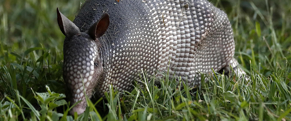 Il Covid non spaventa più ma aumentano i casi di lebbra: negli Usa l’armadillo ha favorito i contagi