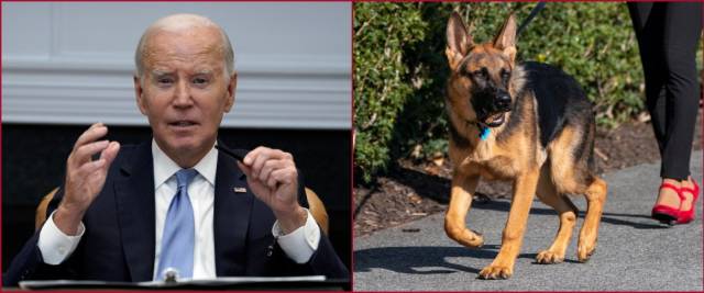 cane di biden