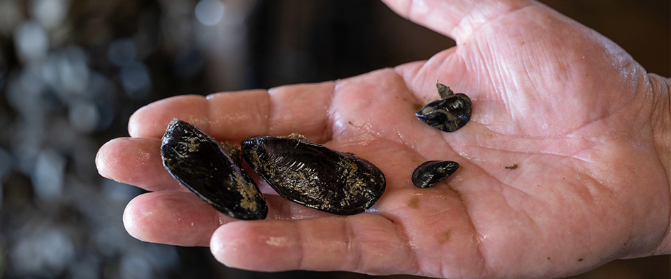 Granchio blu devastante: già perso il 50% di vongole e cozze, a rischio il cenone di Natale