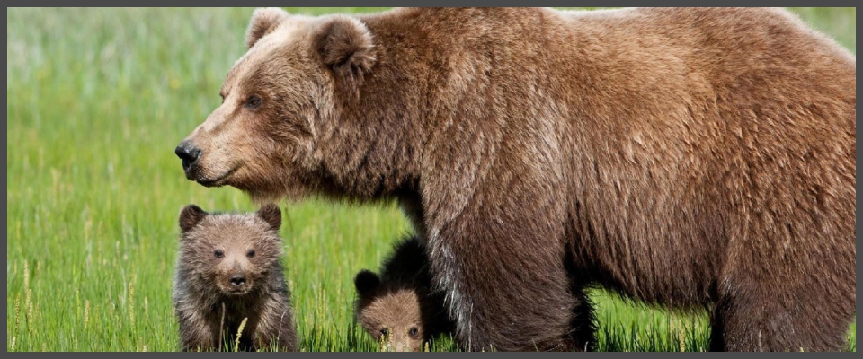 Fugatti ordina l'abbattimento dell'orsa F36 in Trentino. Animalisti pronti  a dare battaglia - Secolo d'Italia