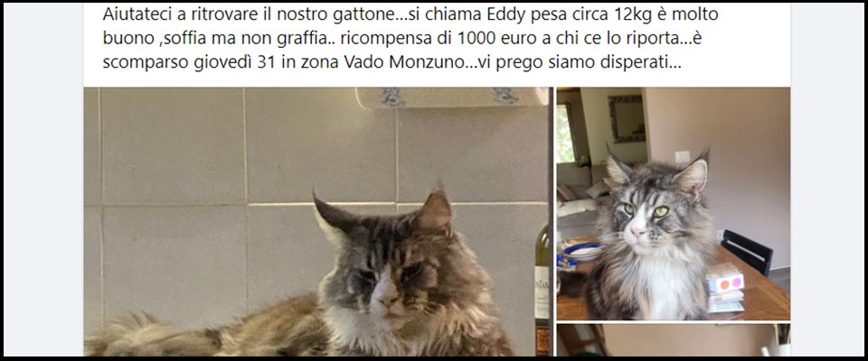 Emilia, misteriose sparizioni di decine di gatti, fioccano le “taglie”. Furti, setta o cibo per ristoranti?