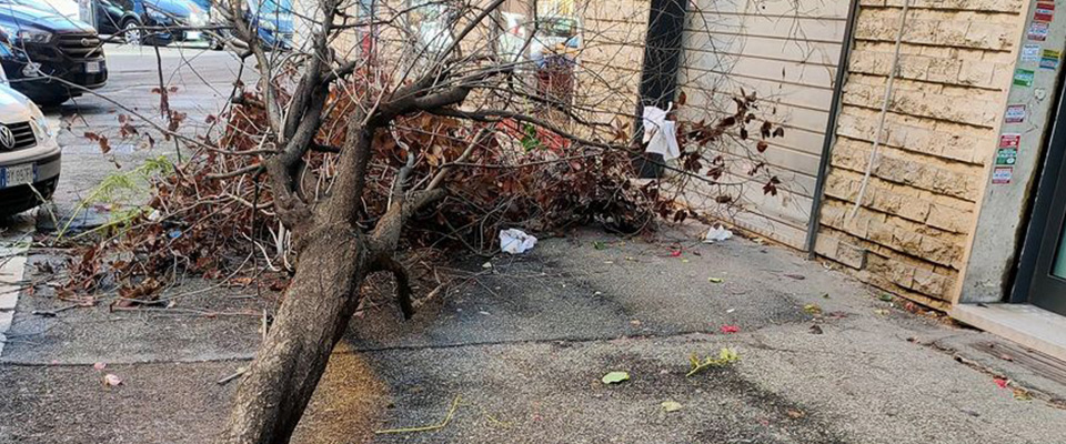 Roma, albero crolla sulla testa di un’anziana e la ammazza. Sotto accusa la cura del verde di Gualtieri