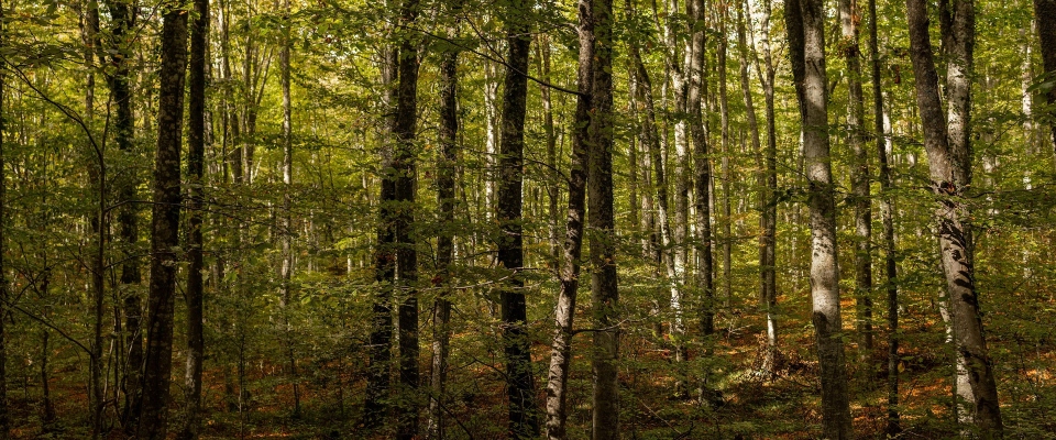 giornata nazionale dell’albero