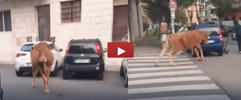 Dopo il leone di Ladispoli, il vitello in fuga a Roma sud (video): paura tra la gente in strada