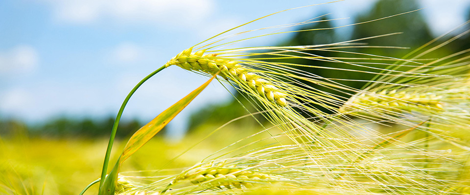 Veduta di un campo coltivato a orzo ibrido “Tektoo” a Poggio Renatico, Ferrara, 31 maggio 2023. Ricerca e tecnologie sono il miglior alleato dell’agricoltura nella lotta al cambiamento climatico: possono dimezzare i costi delle imprese e portare ad un aumento delle rese di grano italiano fino al 10% e alla riduzione di prodotti chimici necessari per difesa e nutrizione fino al -40%. È quanto emerge dalla tappa principale delle ‘Giornate in campo 2023’ a Poggio Renatico, durante la quale Coldiretti, Consorzi Agrari d’Italia, Sis-Società Italiana Sementi e Agronica/Ibf Servizi hanno proposto ad oltre 1000 aziende i risultati degli oltre 50 campi sperimentali gestiti dal gruppo di ricerca in giro per l’Italia. ANSA / RICCARDO GIORI (simbolica, generica, grano, spiga, natura, agricoltura, verde)