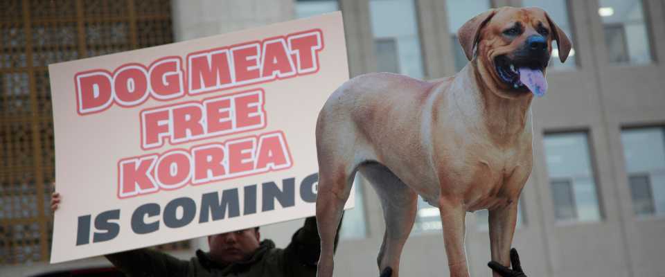 corea del sud carne di cane