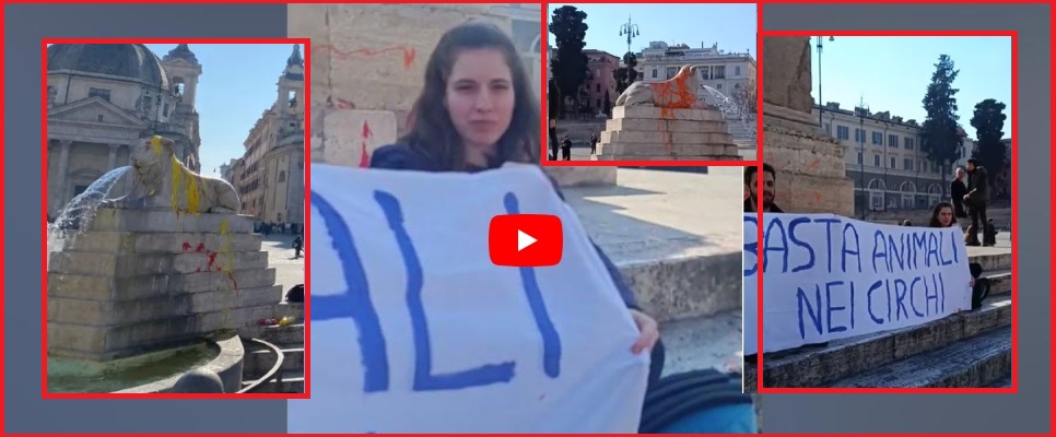 Leoni imbrattati di giallo e rosso dagli animalisti: assalto alla fontana di piazza del Popolo a Roma (video)