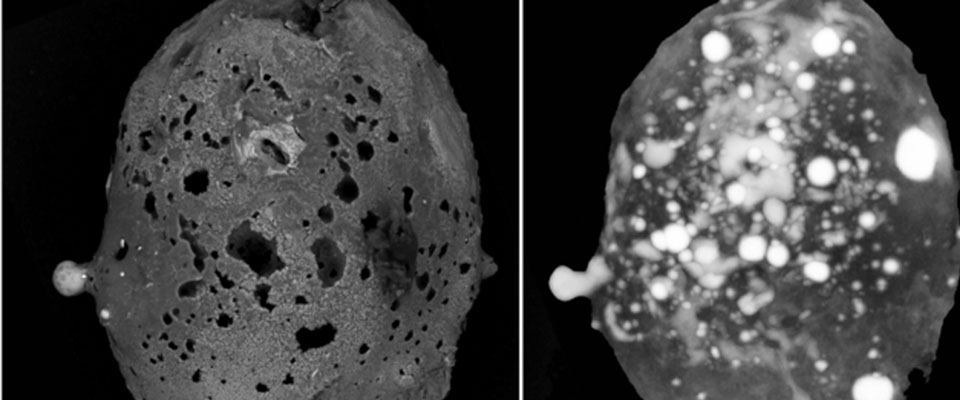 Straordinaria scoperta di un meteorite con leghe metalliche rare sul Monte Gariglione in Calabria